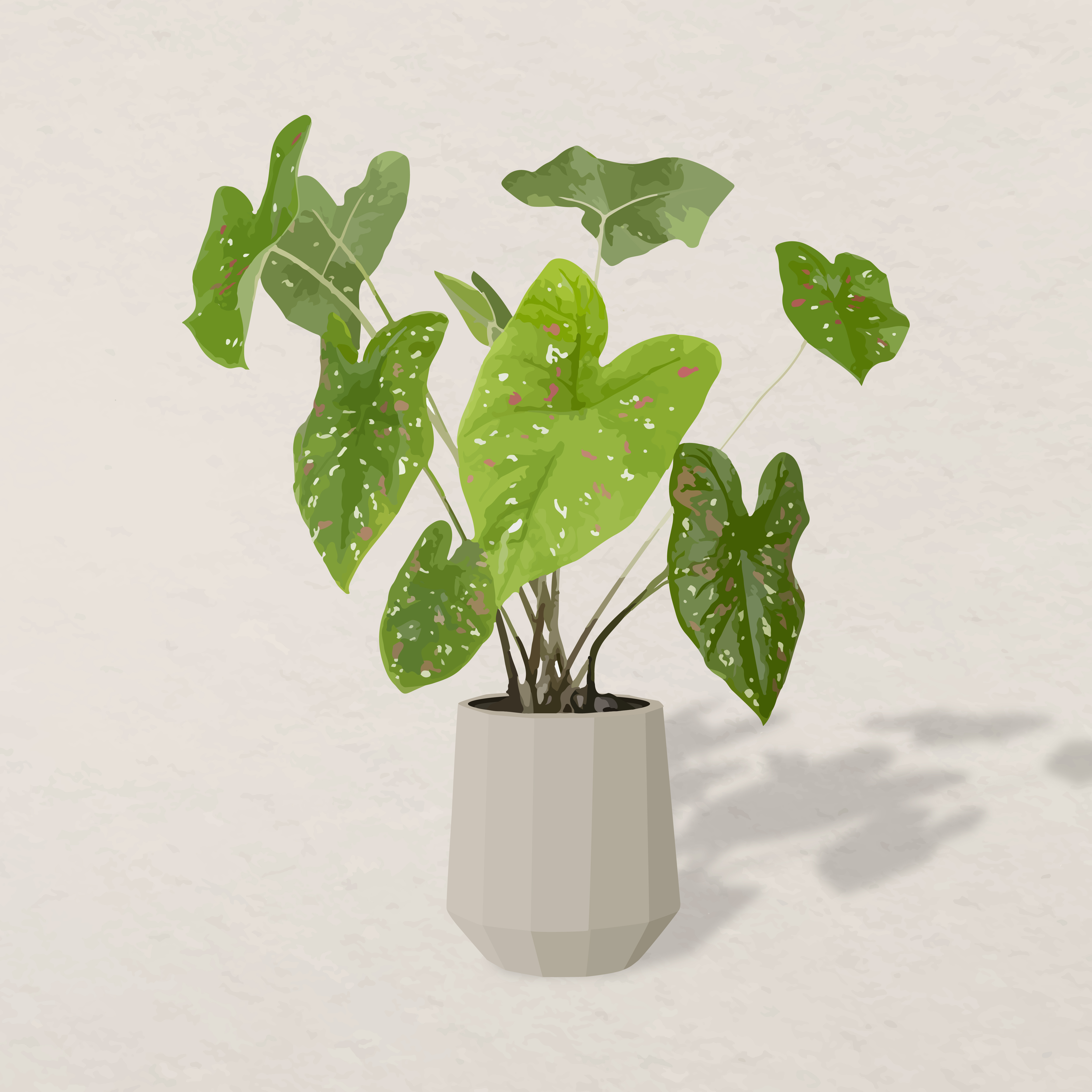 Plant leaves